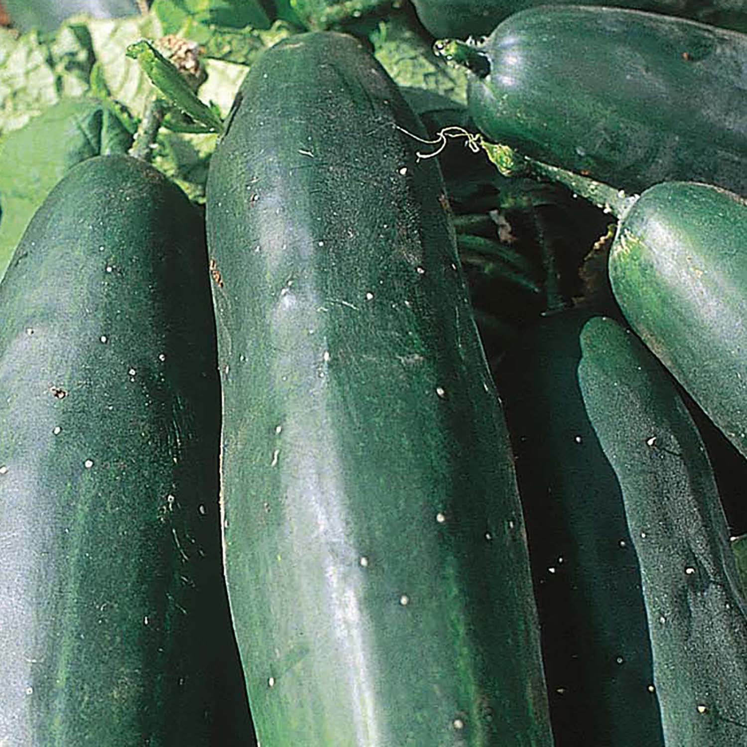 A cluster of fresh green cucumbers on the vine.